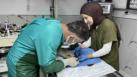 Sekizinci kattan düşerek bacakları kırılan kedi, başarılı operasyon sayesinde 4 günde yürümeye başladı