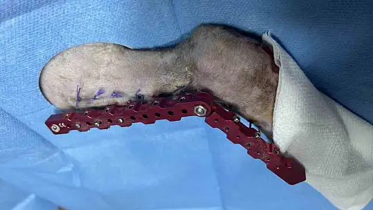 Sekizinci kattan düşerek bacakları kırılan kedi, başarılı operasyon sayesinde 4 günde yürümeye başladı