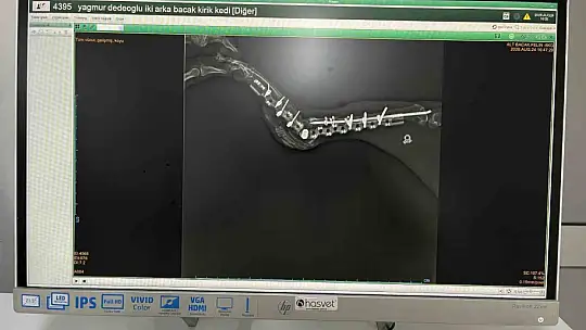 Sekizinci kattan düşerek bacakları kırılan kedi, başarılı operasyon sayesinde 4 günde yürümeye başladı