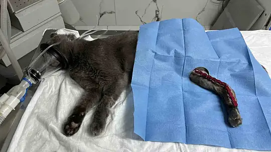 Sekizinci kattan düşerek bacakları kırılan kedi, başarılı operasyon sayesinde 4 günde yürümeye başladı