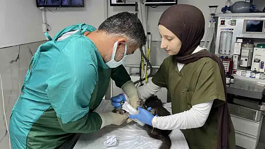 Sekizinci kattan düşerek bacakları kırılan kedi, başarılı operasyon sayesinde 4 günde yürümeye başladı
