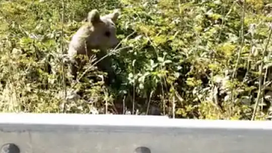 Seyir halindeki aracın önüne çıkan ayı ve yavruları kamerada