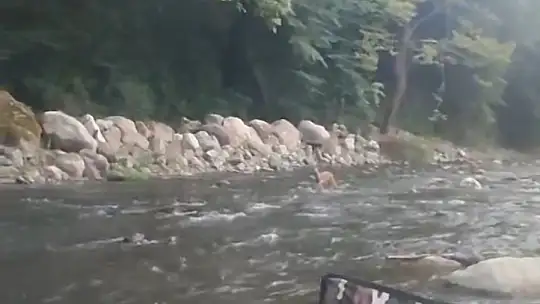 Sıcaktan bunalan karaca serinlemek için girdiği derede görüntülendi