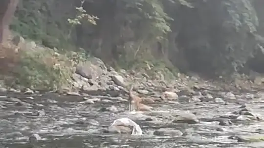 Sıcaktan bunalan karaca serinlemek için girdiği derede görüntülendi