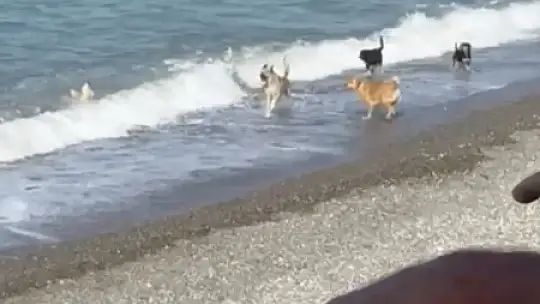 Sıcaktan bunalan köpekler yüzerek serinledi