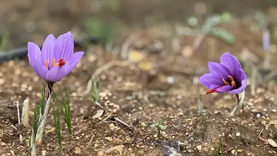 Soğuk hava dünyanın en pahalı baharatında erken çiçek açtırdı