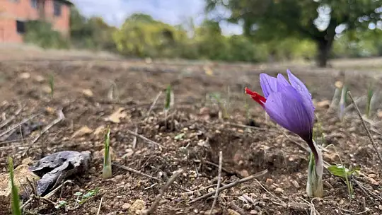 Soğuk hava dünyanın en pahalı baharatında erken çiçek açtırdı