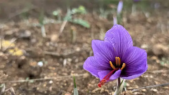 Soğuk hava dünyanın en pahalı baharatında erken çiçek açtırdı