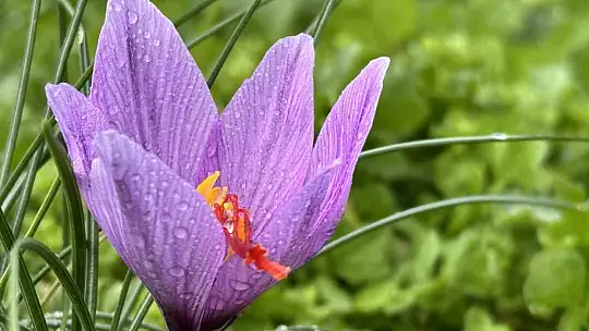 Soğuk ve yağışlı hava 'dünyanın en pahalı baharatı'nda hasat süresini uzattı