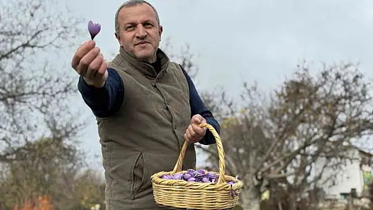 Soğuk ve yağışlı hava 'dünyanın en pahalı baharatı'nda hasat süresini uzattı