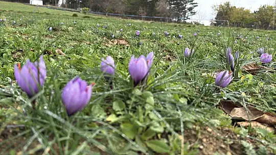 Soğuk ve yağışlı hava 'dünyanın en pahalı baharatı'nda hasat süresini uzattı
