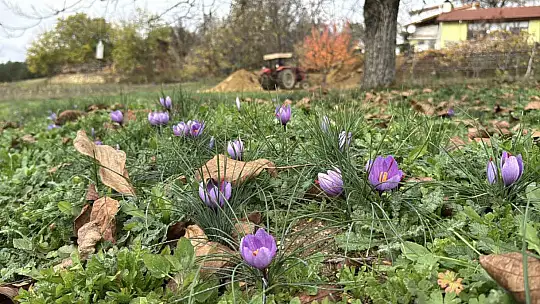 Soğuk ve yağışlı hava 'dünyanın en pahalı baharatı'nda hasat süresini uzattı