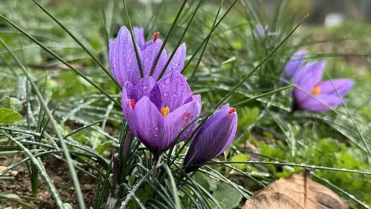 Soğuk ve yağışlı hava 'dünyanın en pahalı baharatı'nda hasat süresini uzattı