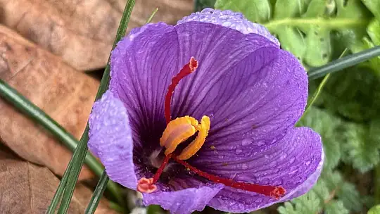 Soğuk ve yağışlı hava 'dünyanın en pahalı baharatı'nda hasat süresini uzattı