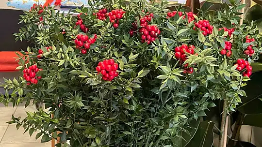 Son 10 yılda piyasaya çıktı: Aralık ayında yok satıyor