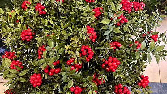 Son 10 yılda piyasaya çıktı: Aralık ayında yok satıyor