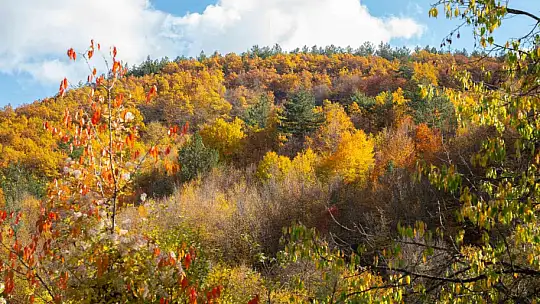 Sonbaharla Kastamonu ormanlarının mest eden buluşması