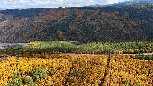 Sonbaharla Kastamonu ormanlarının mest eden buluşması