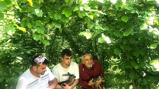 Tarlada çalışırken buldukları yavru karacalar için seferber oldular