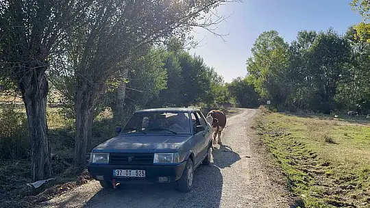 Tarlada doğan buzağıyı aracıyla eve taşıdı, ineğin tepkisi iç ısıttı