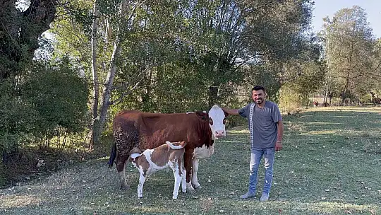 Tarlada doğan buzağıyı aracıyla eve taşıdı, ineğin tepkisi iç ısıttı