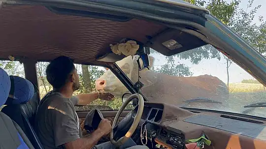 Tarlada doğan buzağıyı aracıyla eve taşıdı, ineğin tepkisi iç ısıttı