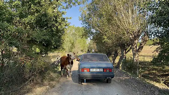 Tarlada doğan buzağıyı aracıyla eve taşıdı, ineğin tepkisi iç ısıttı