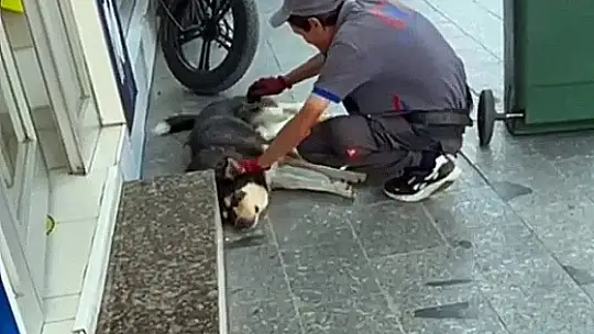 Temizlik işçisinin hayvan sevgisi takdir topladı