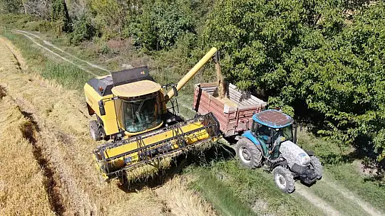 Tescilli Tosya pirincinin hasadı başladı