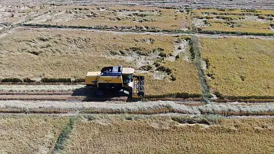 Tescilli Tosya pirincinin hasadı başladı