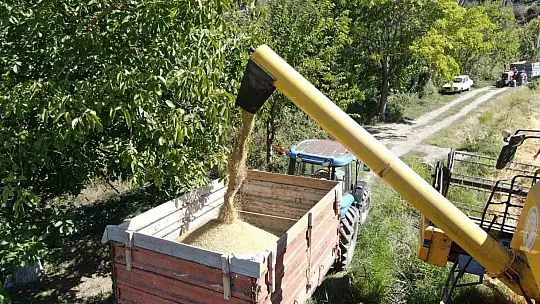 Tescilli Tosya pirincinin hasadı başladı