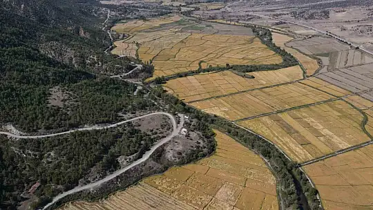 Tescilli Tosya pirincinin hasadı başladı