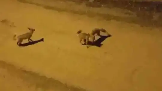 Tilkilerin sokaktaki oyunları kameralara yansıdı