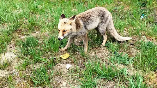 Tilkiyi börekle besledi
