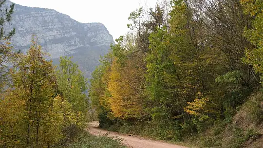 Tırmandıkları ağaçta meşe palamudu yiyen ayılar kamerada