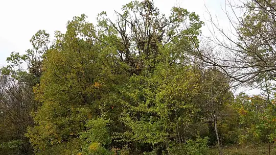 Tırmandıkları ağaçta meşe palamudu yiyen ayılar kamerada