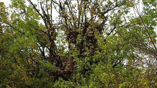 Tırmandıkları ağaçta meşe palamudu yiyen ayılar kamerada