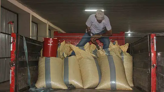 Fındık alımlarına başladı: İlk fındık 90 liradan satıldı