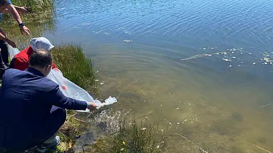 Topuk Yaylası Göletine 25 bin sazan yavrusu bırakıldı