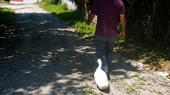 Torunların hevesi geçti, dedenin en yakın dostu oldu