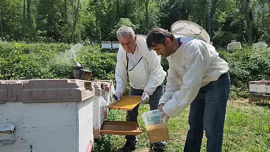 Türkiye'nin AB tescilli 43'üncü ürünü Yenice ıhlamur balı oldu