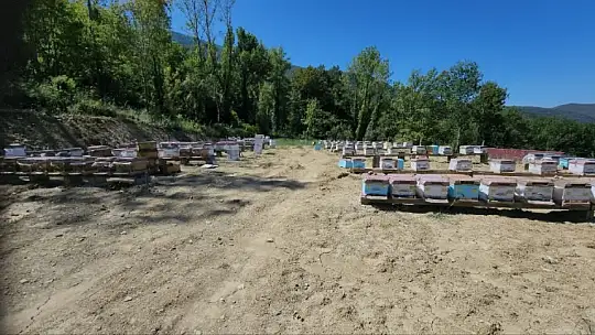 Türkiye'nin AB tescilli 43'üncü ürünü Yenice ıhlamur balı oldu