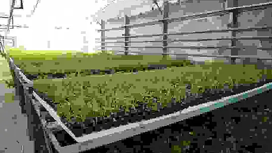 Üniversite serasında üretiliyor: Çiftçilerin geliri aromatik bitkilerle artacak
