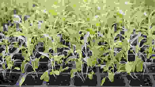 Üniversite serasında üretiliyor: Çiftçilerin geliri aromatik bitkilerle artacak