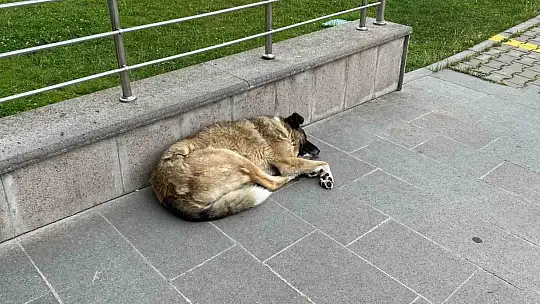 Uzmanı uyardı: