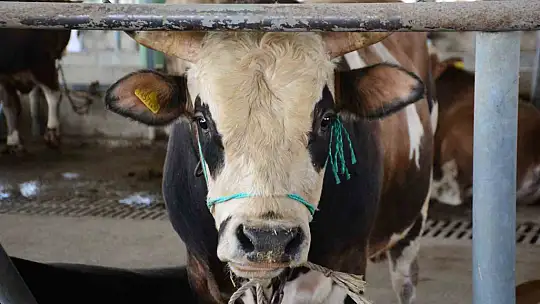 Uzmanından 'Deli dana' uyarısı