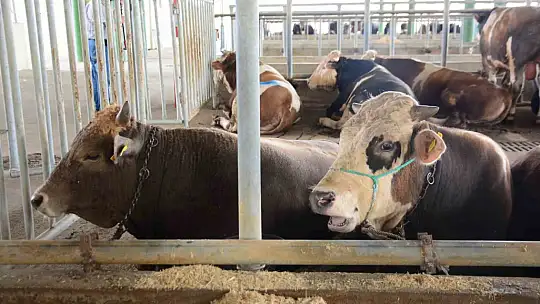 Uzmanından 'Deli dana' uyarısı