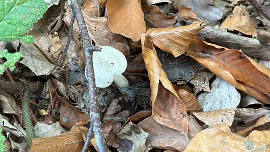 Uzmanından mantar uyarısı: