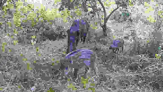Vahşi yaşam fotokapana yansıdı