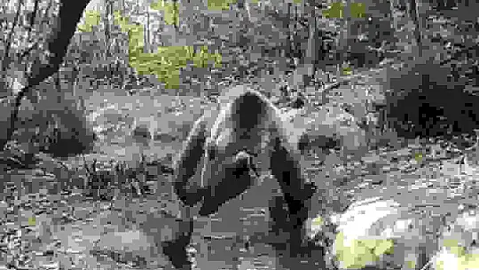 Vahşi yaşam fotokapana yansıdı